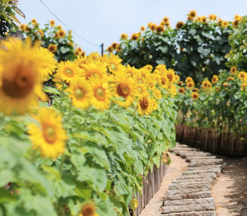 Top 9 vườn hoa Đà Lạt với vẻ đẹp thơ mộng bạn không nên bỏ lỡ 7