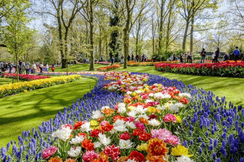 Lạc vào vườn Keukenhof với cánh đồng 7 triệu hoa tulip nở rộ 4