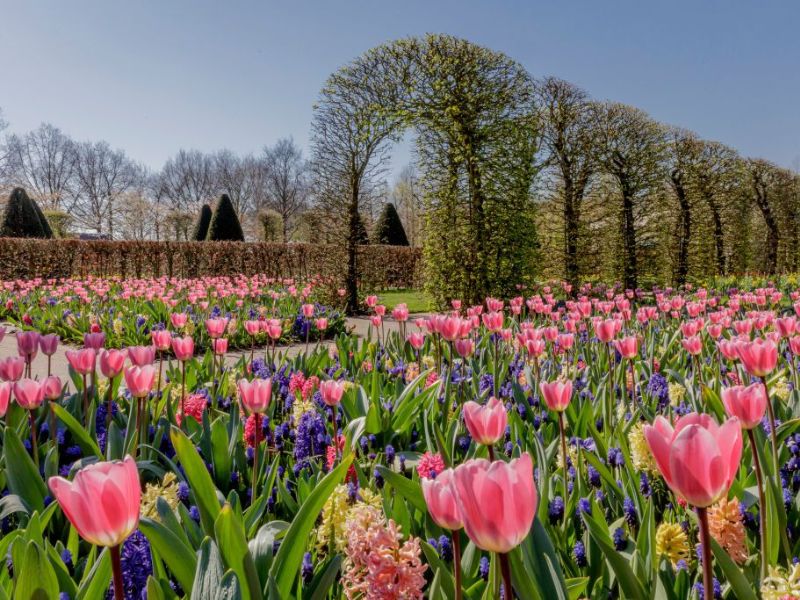 Lạc vào vườn Keukenhof với cánh đồng 7 triệu hoa tulip nở rộ 5