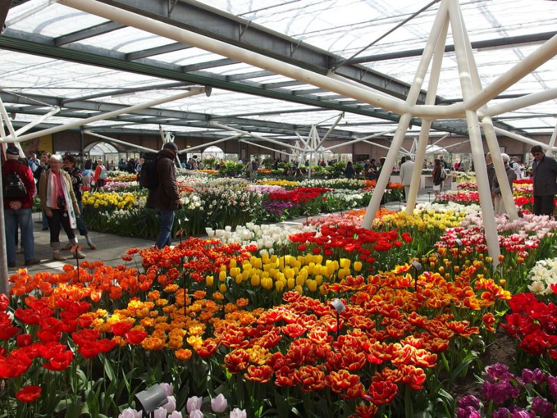Lạc vào vườn Keukenhof với cánh đồng 7 triệu hoa tulip nở rộ 10