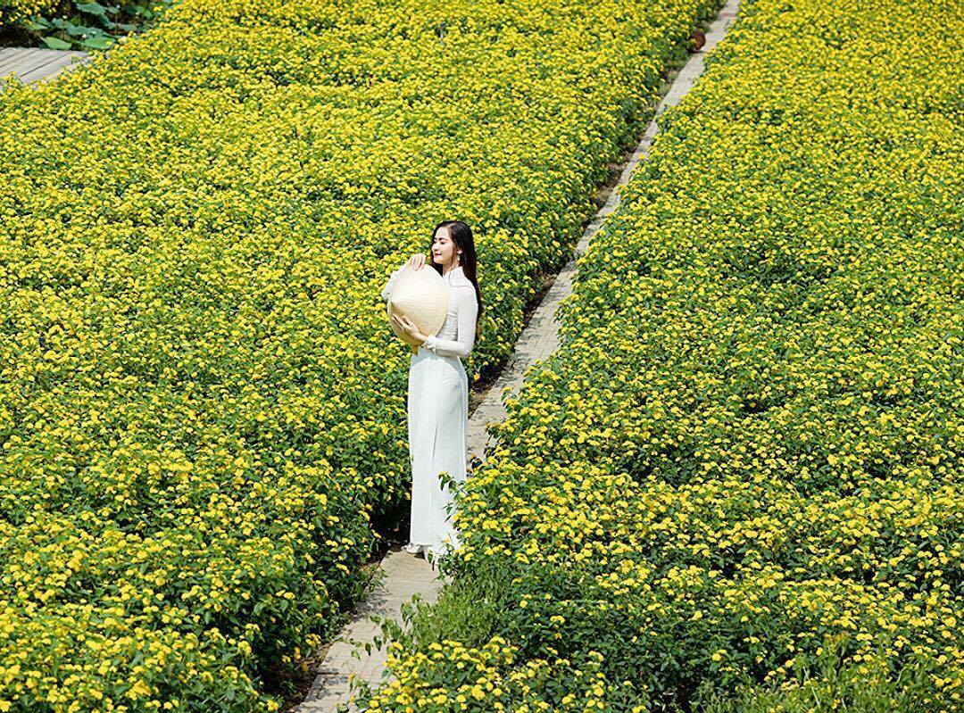 Vườn hoa Mãn Đinh Hồng thơ mộng điểm tô những bức ảnh đẹp chất ngất 3