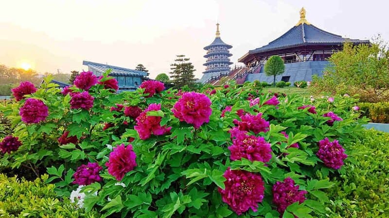 Chiêm ngưỡng các vườn hoa mẫu đơn sống động tại Lạc Dương, Trung Quốc 7