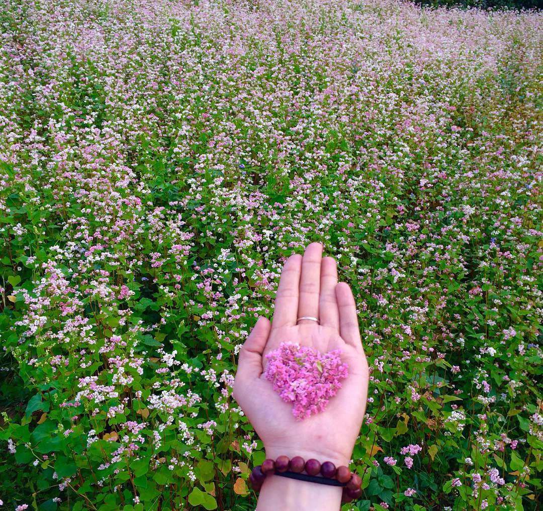 Vườn hoa tam giác mạch Tà Nung - Chiêm ngưỡng cánh đồng hoa khoe sắc tại Đà Lạt 2