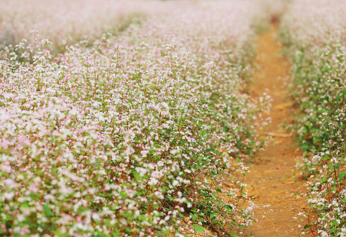 Vườn hoa tam giác mạch Tà Nung - Chiêm ngưỡng cánh đồng hoa khoe sắc tại Đà Lạt 3