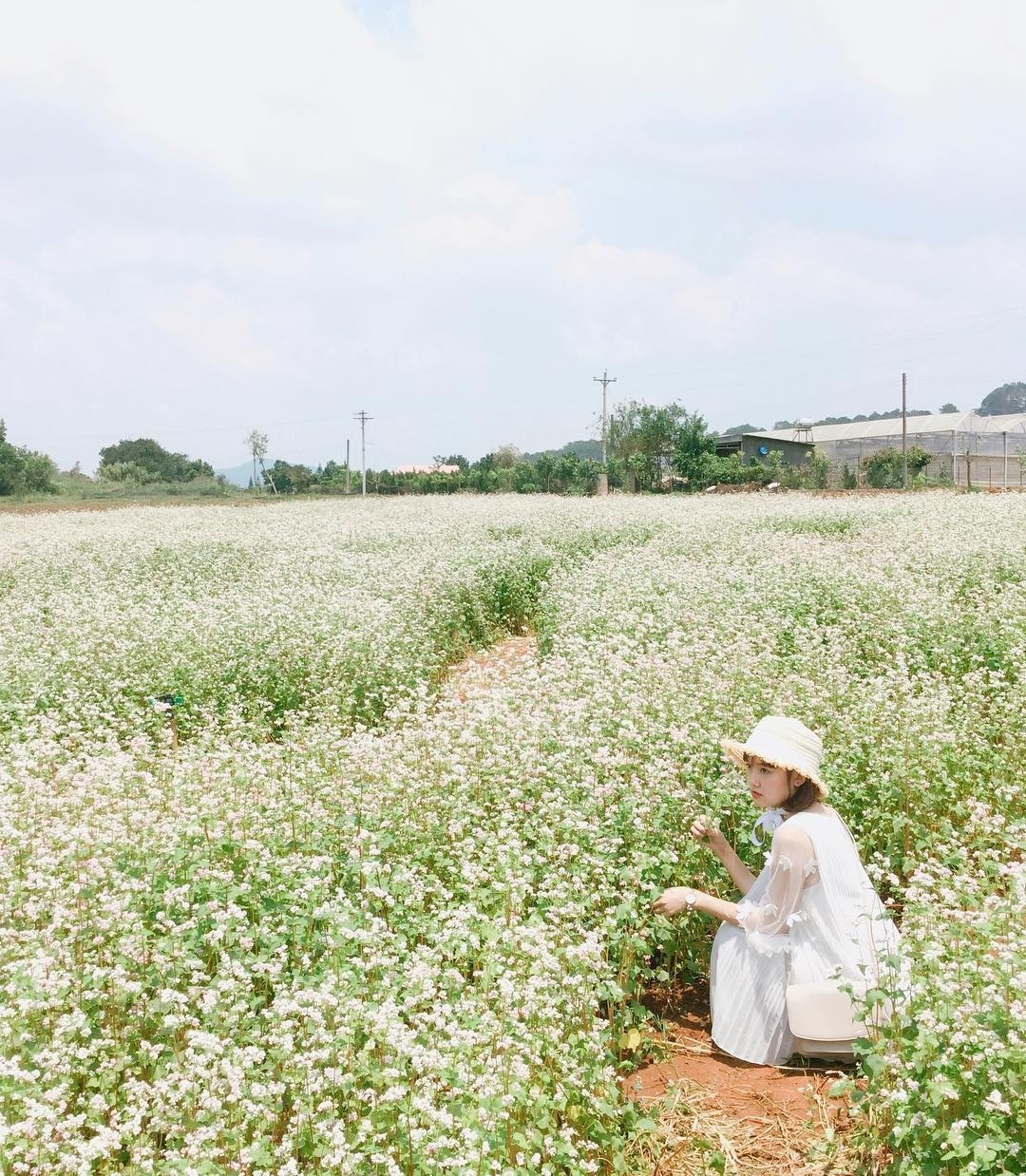 Vườn hoa tam giác mạch Tà Nung - Chiêm ngưỡng cánh đồng hoa khoe sắc tại Đà Lạt 9
