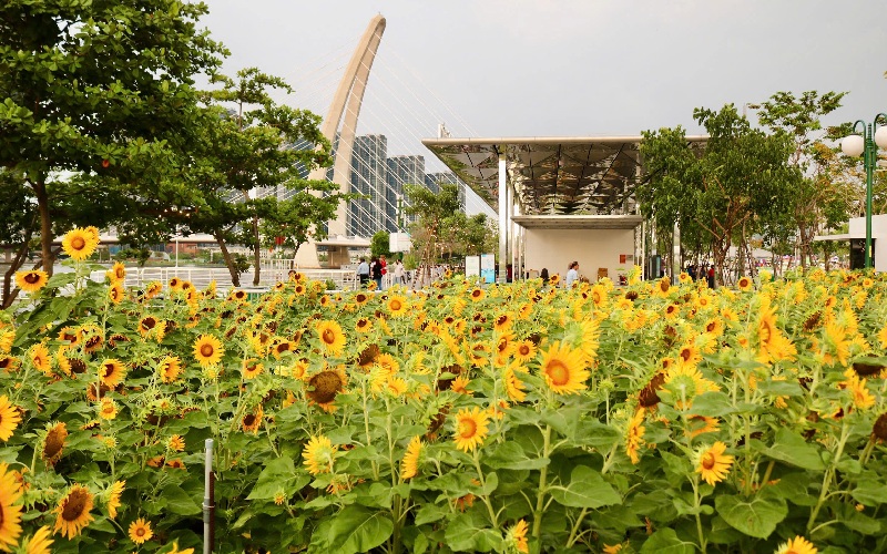 Check-in nhanh 3 vườn hoa tết đẹp, miễn phí tại TPHCM 3