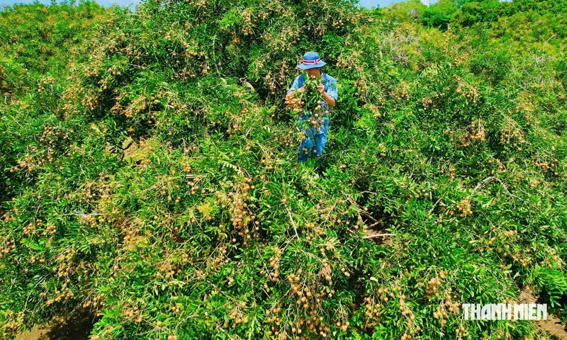 Vườn nhãn cổ trên trăm tuổi Bạc Liêu, hành trình tìm về ký ức đất giồng 6