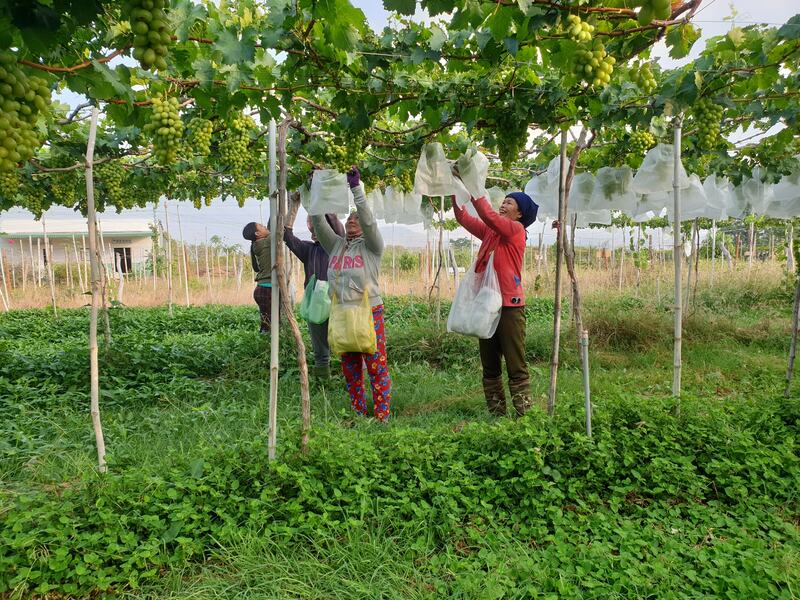 Điểm danh 7 vườn nho Ninh Thuận nổi tiếng nhất 3