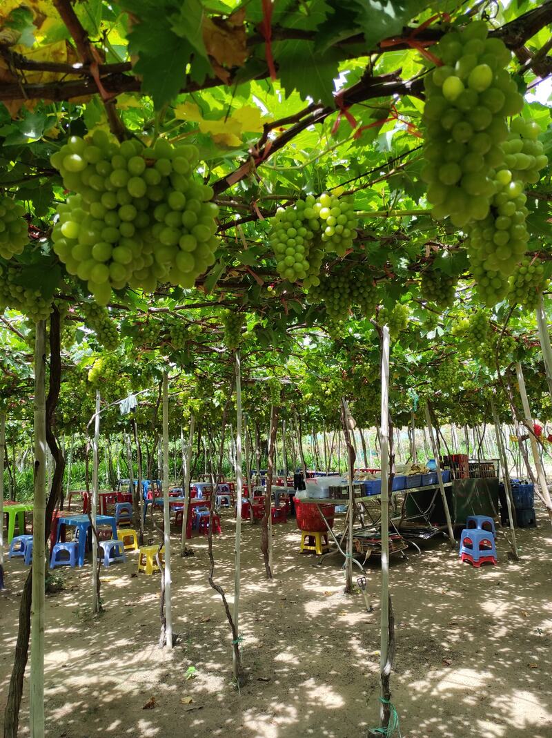 Điểm danh 7 vườn nho Ninh Thuận nổi tiếng nhất 6