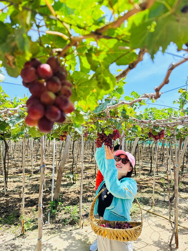 Điểm danh 7 vườn nho Ninh Thuận nổi tiếng nhất 4