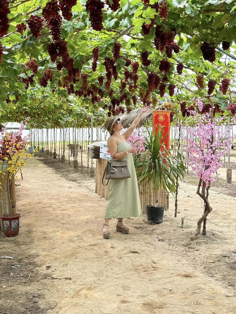 Điểm danh 7 vườn nho Ninh Thuận nổi tiếng nhất 5