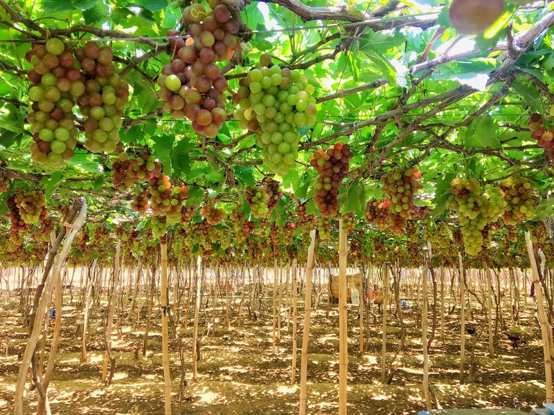 Kinh nghiệm tham quan vườn nho Phan Thiết từ A-Z 2