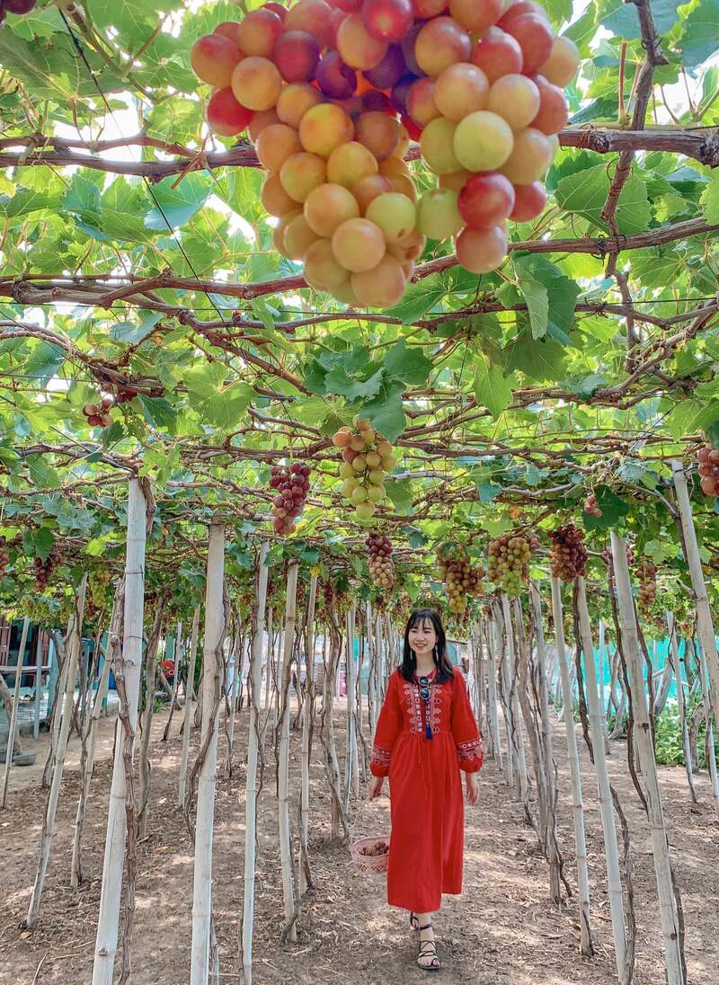 Kinh nghiệm tham quan vườn nho Phan Thiết từ A-Z 3
