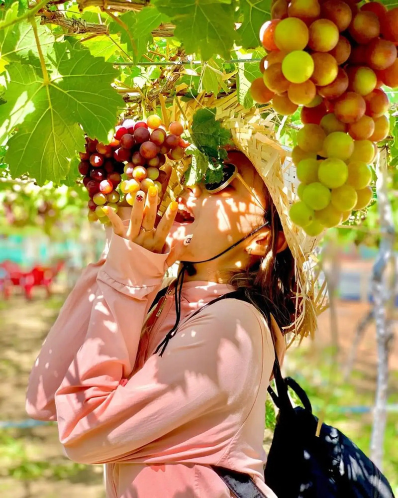 Kinh nghiệm tham quan vườn nho Phan Thiết từ A-Z 4