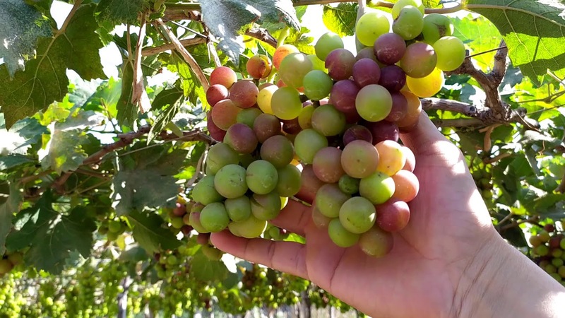 Kinh nghiệm tham quan vườn nho Phan Thiết từ A-Z 5