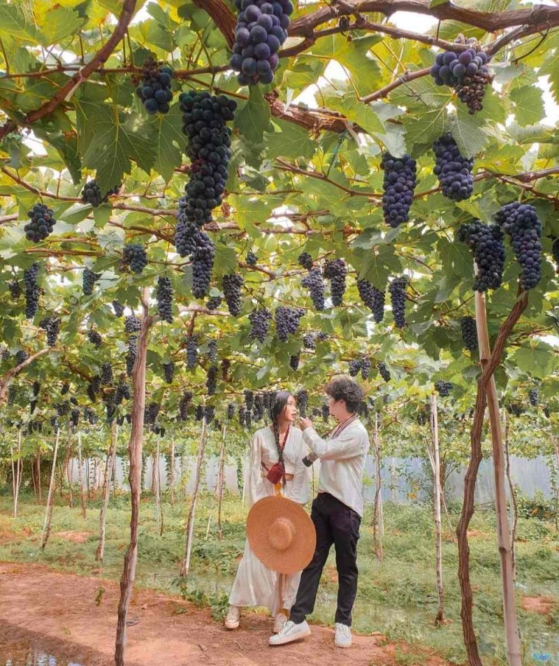 Kinh nghiệm tham quan vườn nho Phan Thiết từ A-Z 6