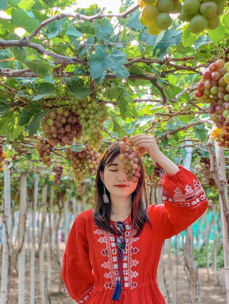 Kinh nghiệm tham quan vườn nho Phan Thiết từ A-Z 8