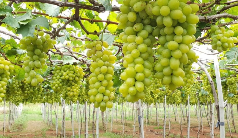 Kinh nghiệm tham quan vườn nho Phan Thiết từ A-Z 7