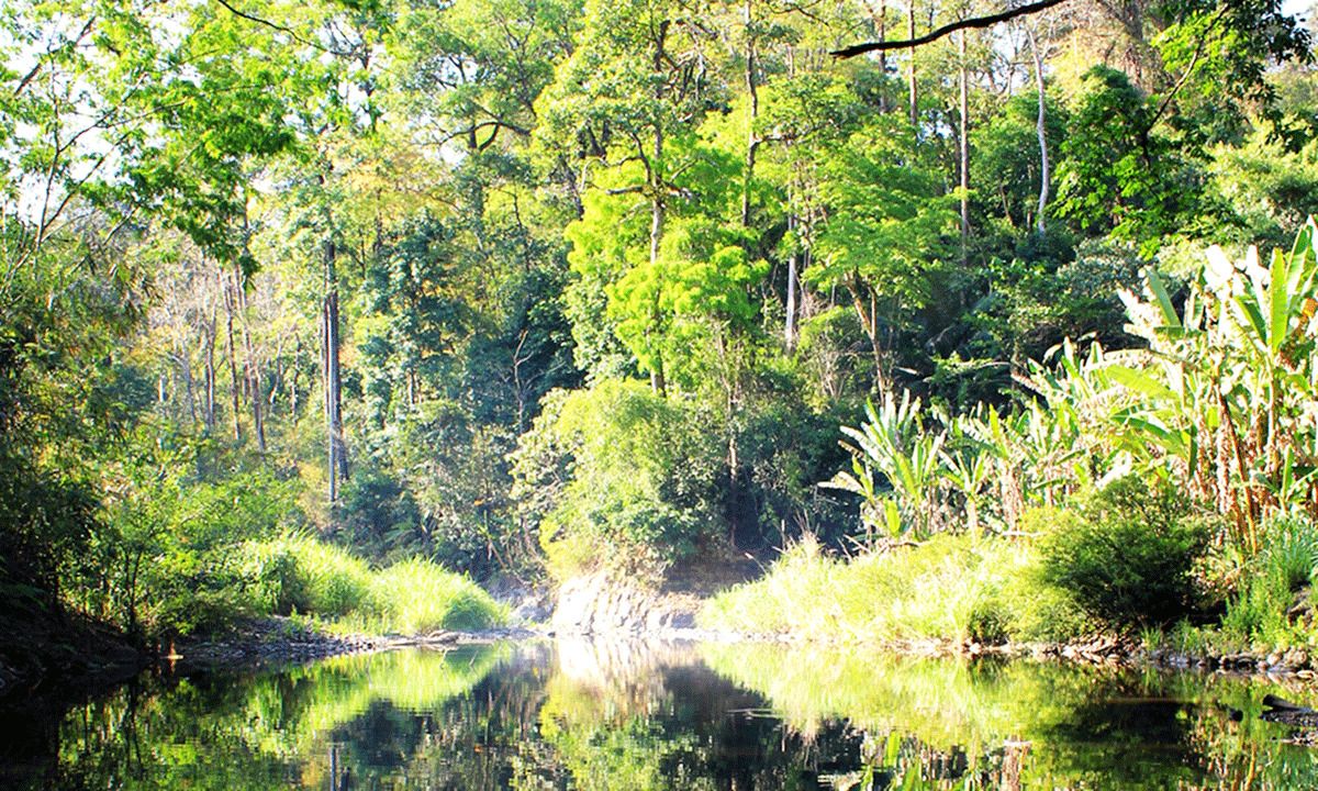Vườn quốc gia Bù Gia Mập, lá phổi xanh của vùng Đông Nam Bộ 2