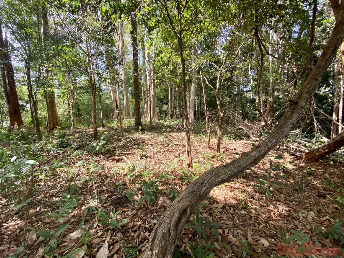 Vườn Quốc Gia Chư Mom Ray, di sản ASEAN độc nhất vô nhị ở Tây Nguyên 3