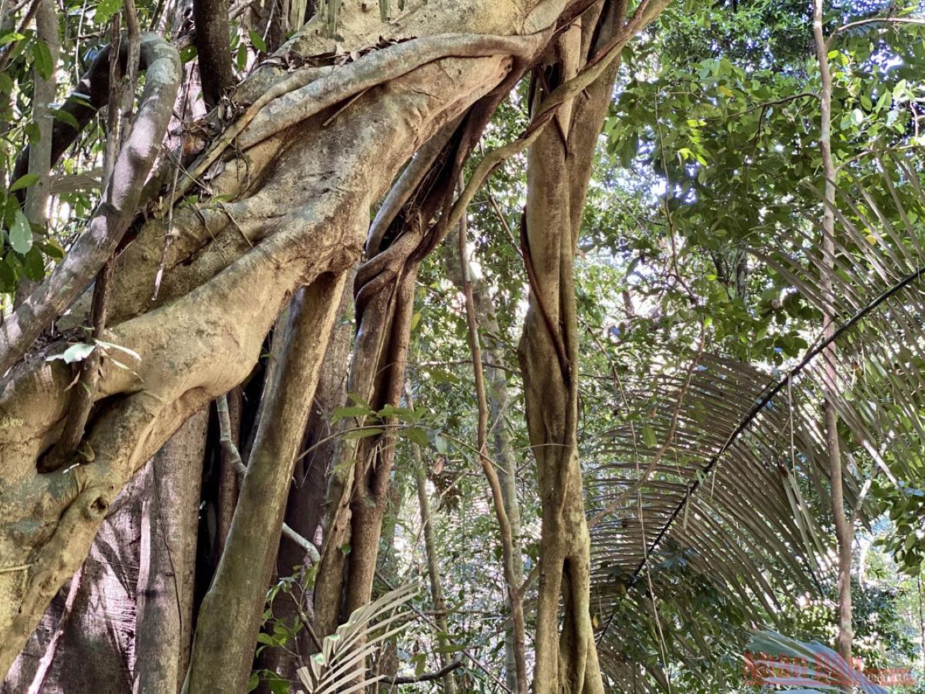 Vườn Quốc Gia Chư Mom Ray, di sản ASEAN độc nhất vô nhị ở Tây Nguyên 7