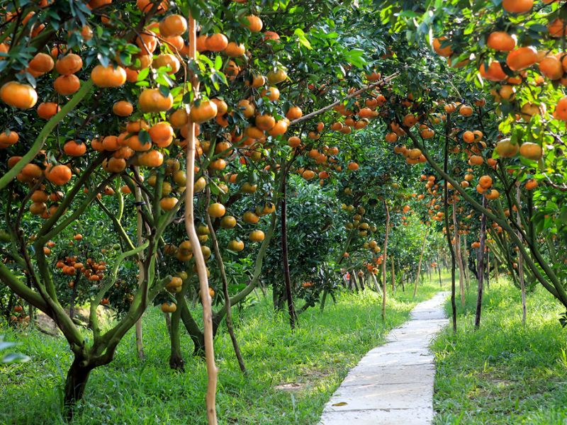 Vườn quýt hồng Lai Vung: Khám phá hương vị ngọt ngào ngay tại chỗ 2