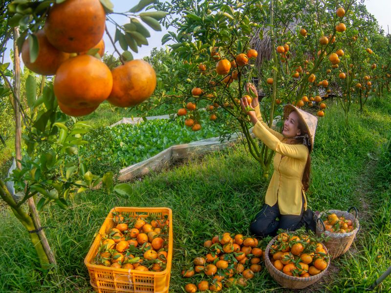 Vườn quýt hồng Lai Vung: Khám phá hương vị ngọt ngào ngay tại chỗ 5