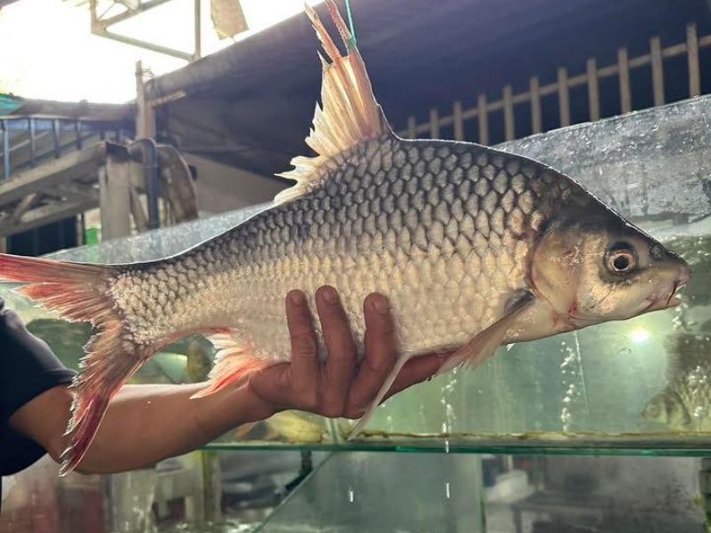 Vườn Sinh Thái Xẻo Nhum: Điểm vui chơi thả ga cuối tuần 4