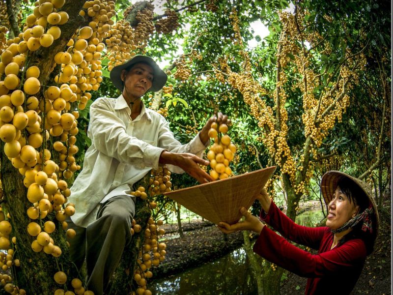 Vườn Sinh Thái Xẻo Nhum: Điểm vui chơi thả ga cuối tuần 7