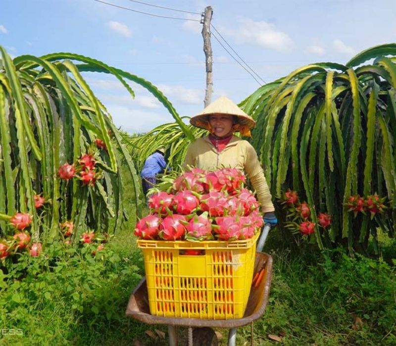 Vườn thanh long Bình Thuận, nét độc đáo của nông sản Việt Nam 6