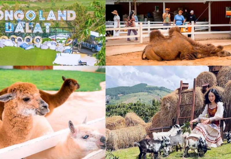 Mongo Land Dalat: Review A - Z giá vé và hoạt động vui chơi 10
