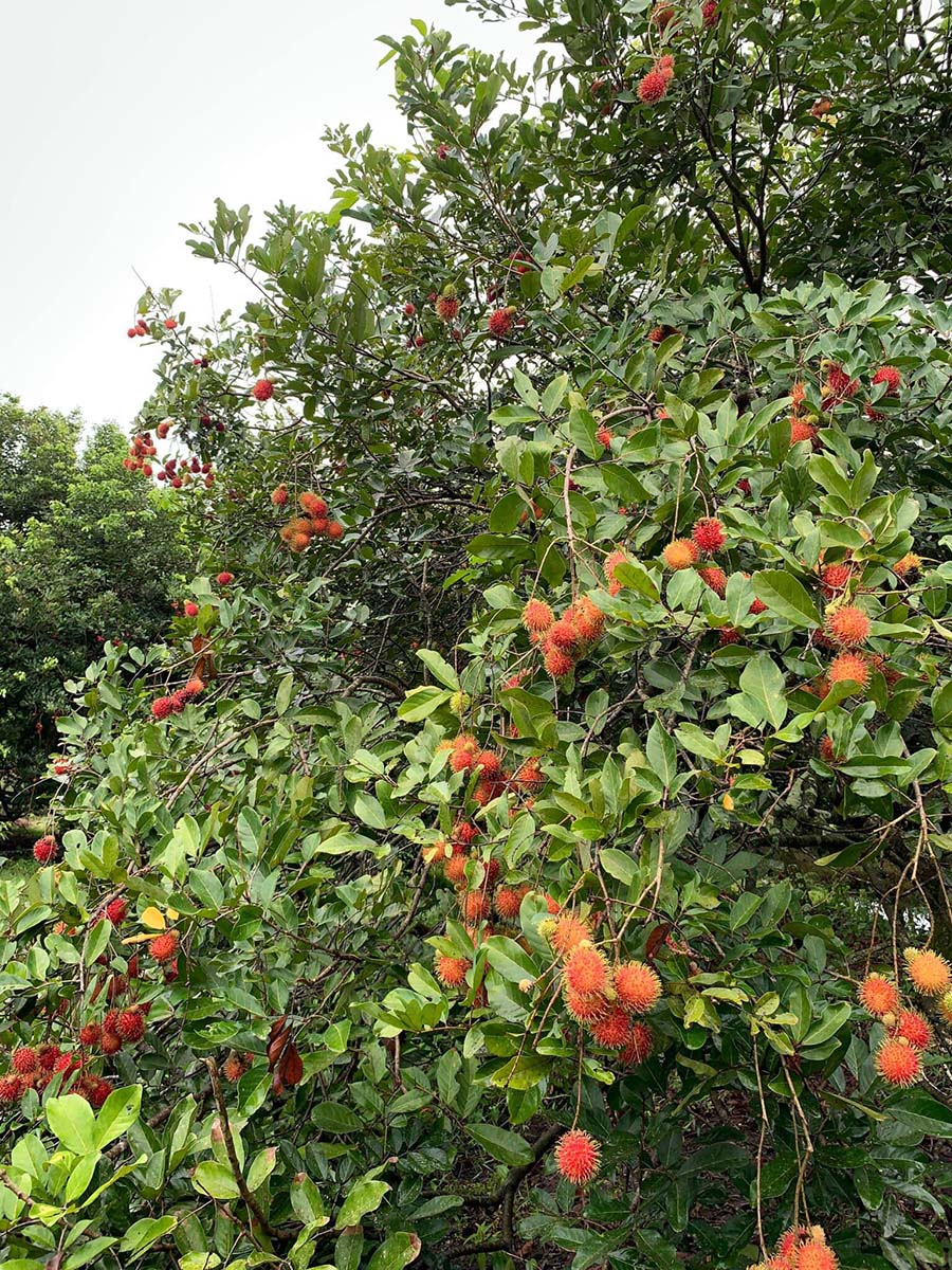 Vườn trái cây 8 Hòa, địa điểm du lịch sinh thái không thể bỏ qua 3