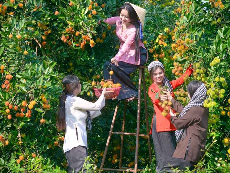 Top 7 vườn trái cây gần Sài Gòn - Thơm ngon, bổ, rẻ không nên bỏ lỡ 8