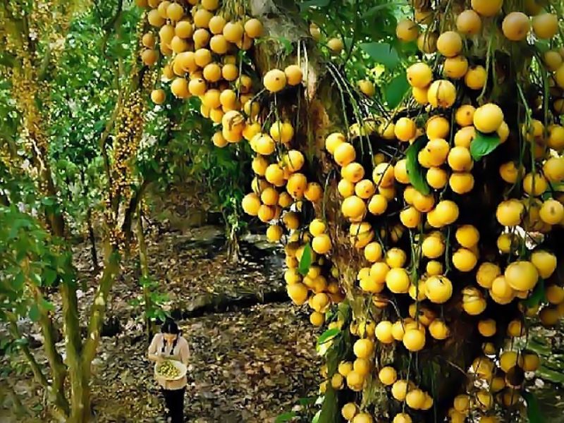 Top 7 vườn trái cây gần Sài Gòn - Thơm ngon, bổ, rẻ không nên bỏ lỡ 7