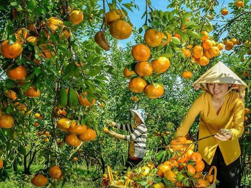 Top 7 vườn trái cây gần Sài Gòn - Thơm ngon, bổ, rẻ không nên bỏ lỡ 2