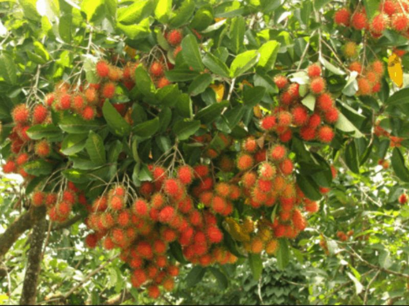 Top 7 vườn trái cây gần Sài Gòn - Thơm ngon, bổ, rẻ không nên bỏ lỡ 4
