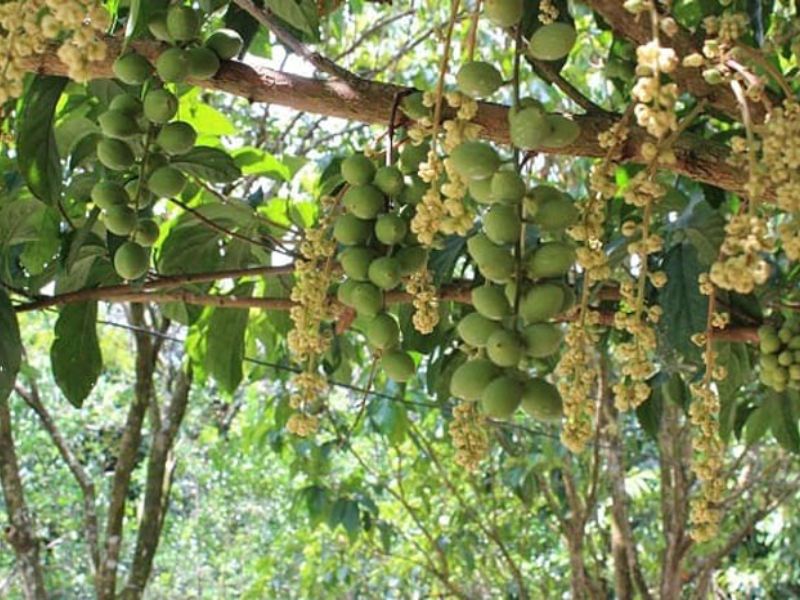 Top 7 vườn trái cây gần Sài Gòn - Thơm ngon, bổ, rẻ không nên bỏ lỡ 3