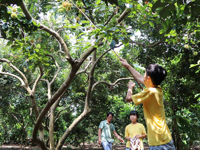 Top 12 vườn trái cây Long Khánh nhộn nhịp mùa du lịch miệt vườn 3