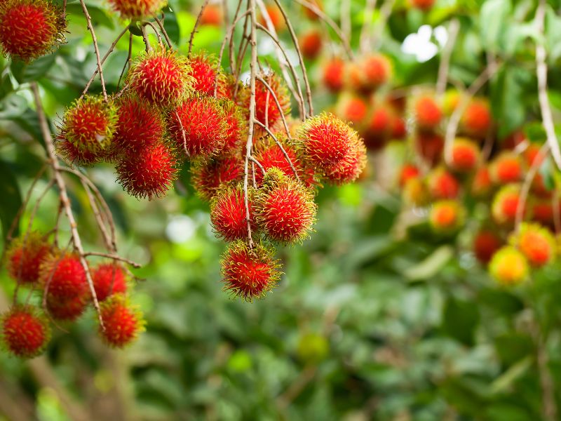 Top 12 vườn trái cây Long Khánh nhộn nhịp mùa du lịch miệt vườn 11