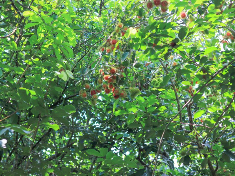 Top 12 vườn trái cây Long Khánh nhộn nhịp mùa du lịch miệt vườn 5
