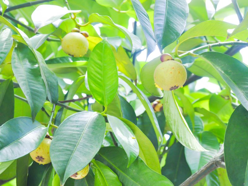 Top 12 vườn trái cây Long Khánh nhộn nhịp mùa du lịch miệt vườn 7