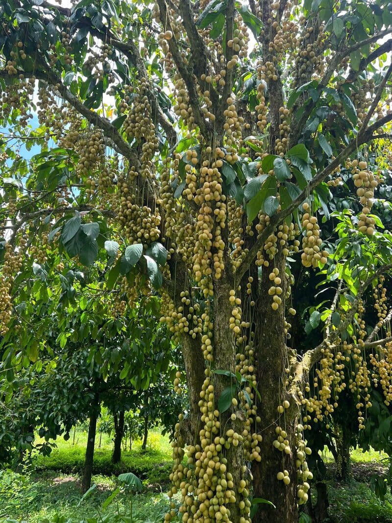 Khu du lịch sinh thái Vườn trái cây Phi Yến: Vùng đất của thiên nhiên yên bình 3