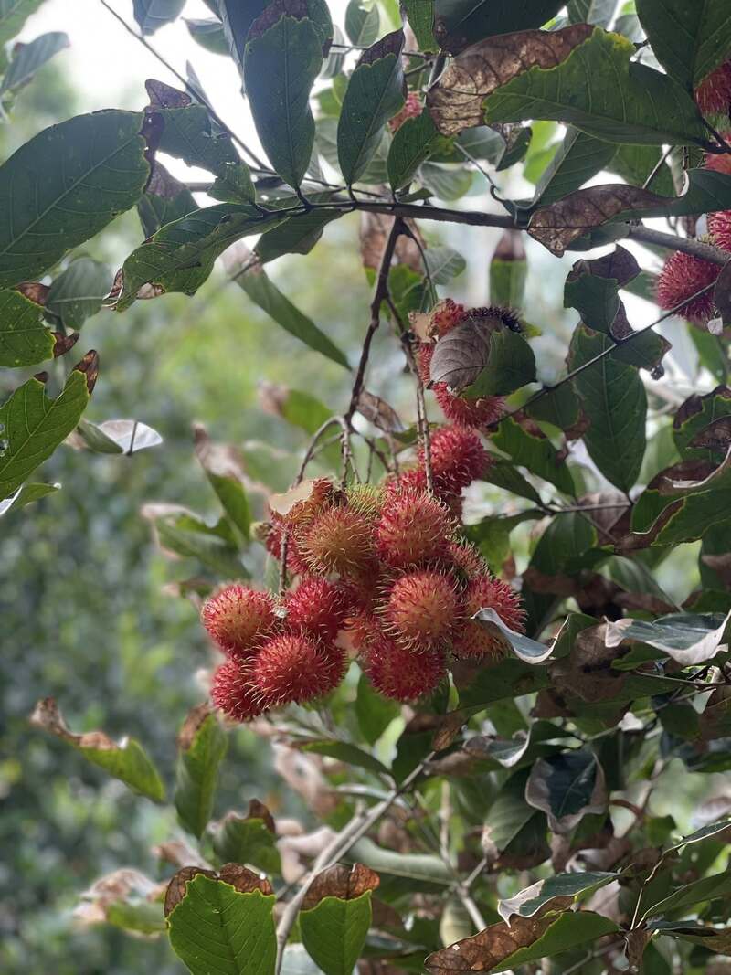 Khu du lịch sinh thái Vườn trái cây Phi Yến: Vùng đất của thiên nhiên yên bình 4