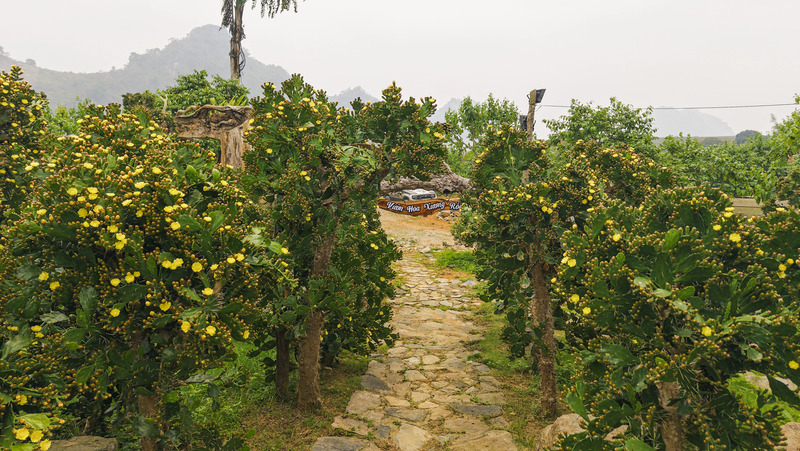 Vườn xương rồng Mộc Châu tráng lệ giữa núi rừng Tây Bắc 2