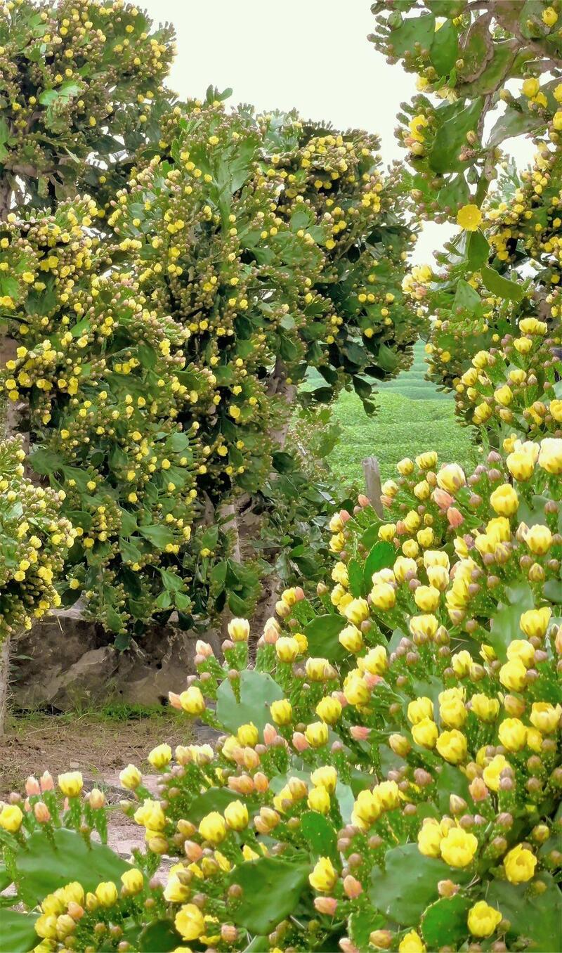 Vườn xương rồng Mộc Châu tráng lệ giữa núi rừng Tây Bắc 3