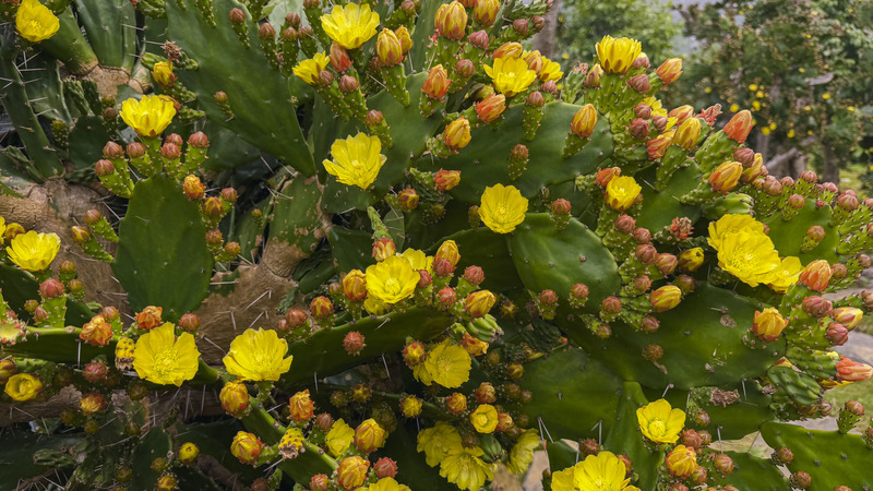 Vườn xương rồng Mộc Châu tráng lệ giữa núi rừng Tây Bắc 5