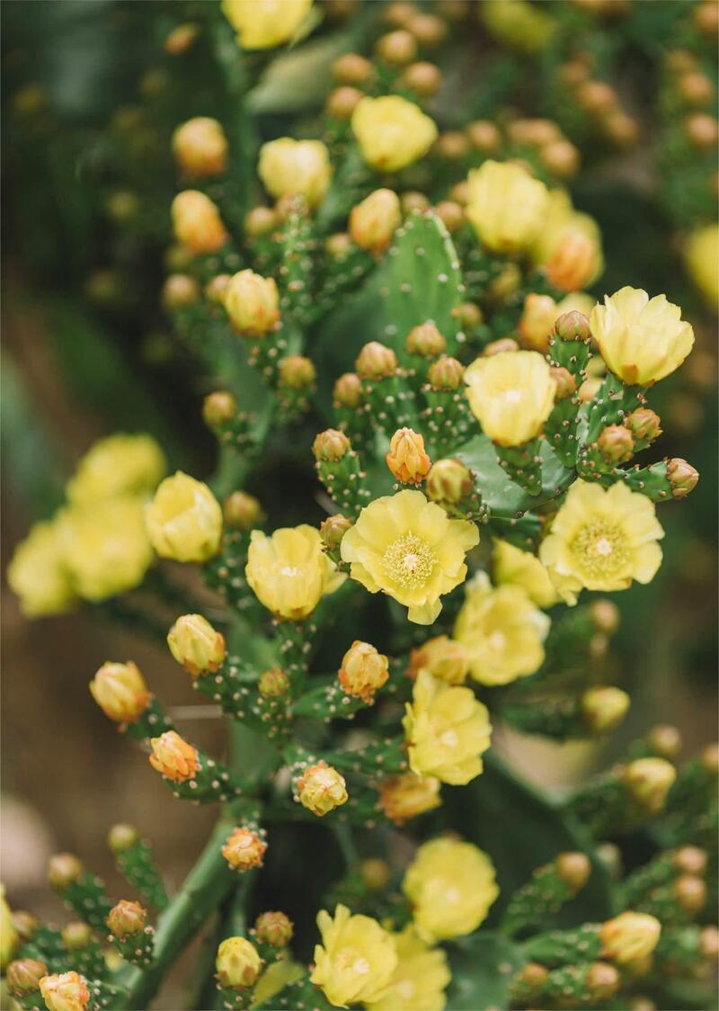 Vườn xương rồng Mộc Châu tráng lệ giữa núi rừng Tây Bắc 6