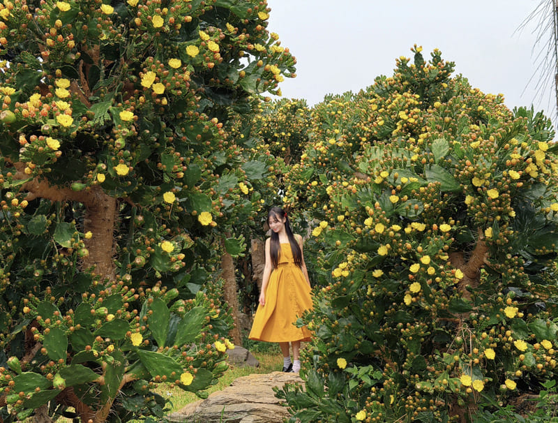 Vườn xương rồng Mộc Châu tráng lệ giữa núi rừng Tây Bắc 7