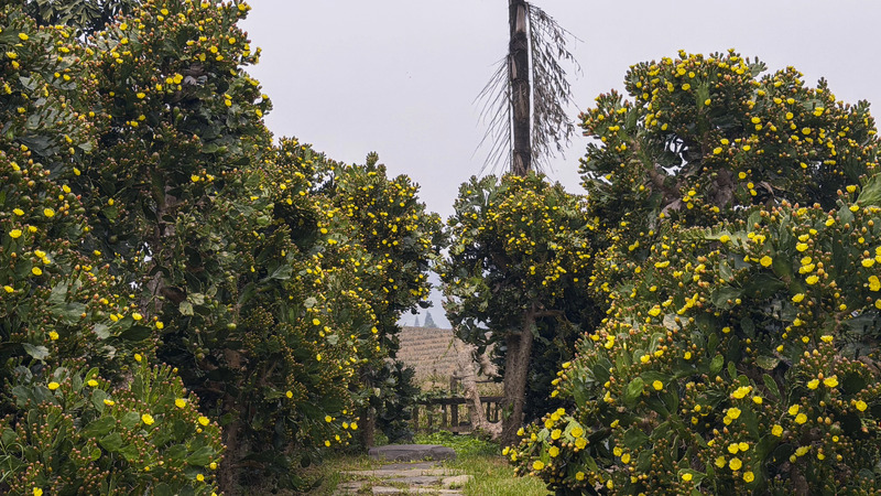 Vườn xương rồng Mộc Châu tráng lệ giữa núi rừng Tây Bắc 9