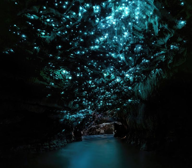 Waitomo Glowworm: Trải nghiệm ngồi thuyền đi giữa 5
